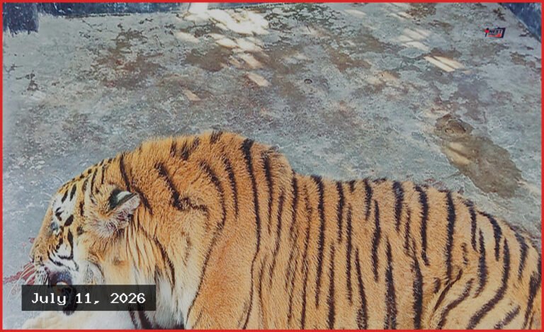 সুস্থ হয়ে সুন্দরবনে ফিরছে বাঘিনী, পর্যবেক্ষণে বসছে ২০ ক্যামেরা
