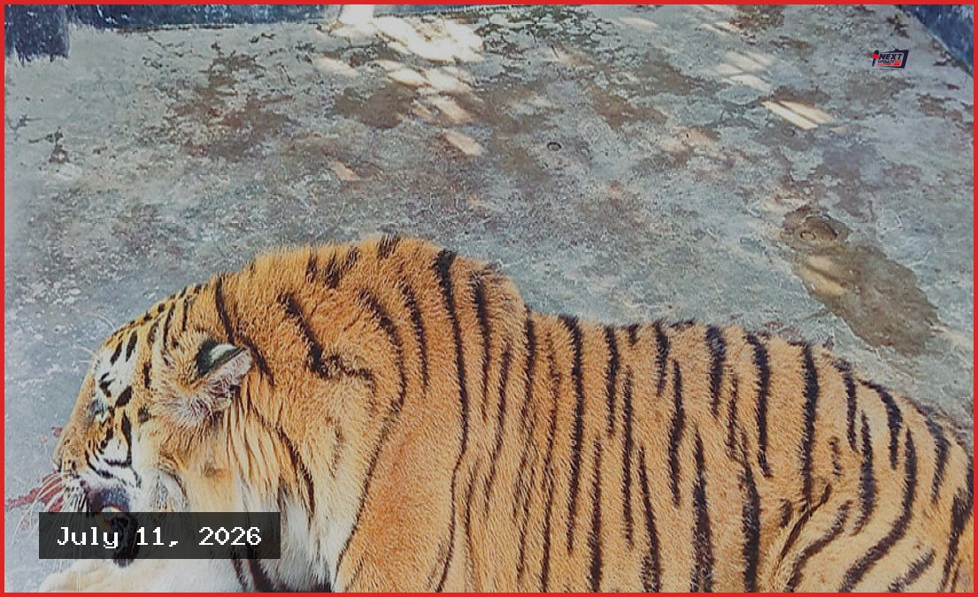 সুস্থ হয়ে সুন্দরবনে ফিরছে বাঘিনী, পর্যবেক্ষণে বসছে ২০ ক্যামেরা