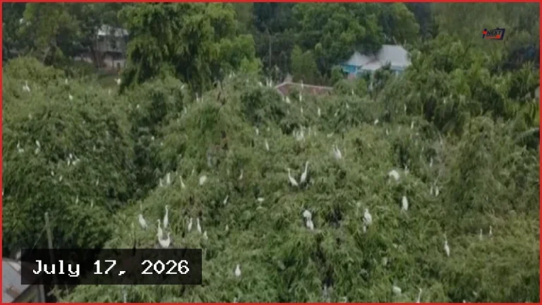 নীলফামারীর চিলাহাটিতে গড়ে উঠেছে অভয়াশ্রম, পরিচিতি পেল পাখির গ্রাম