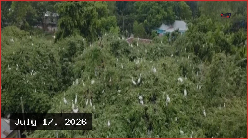 নীলফামারীর চিলাহাটিতে গড়ে উঠেছে অভয়াশ্রম, পরিচিতি পেল পাখির গ্রাম