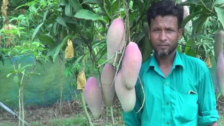 চাঁপাইনবাবগঞ্জে বিদেশি রেড আইভরি আম চাষে কৃষকদের আগ্রহ