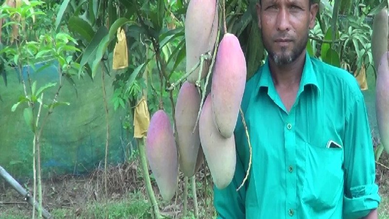 চাঁপাইনবাবগঞ্জে বিদেশি রেড আইভরি আম চাষে কৃষকদের আগ্রহ