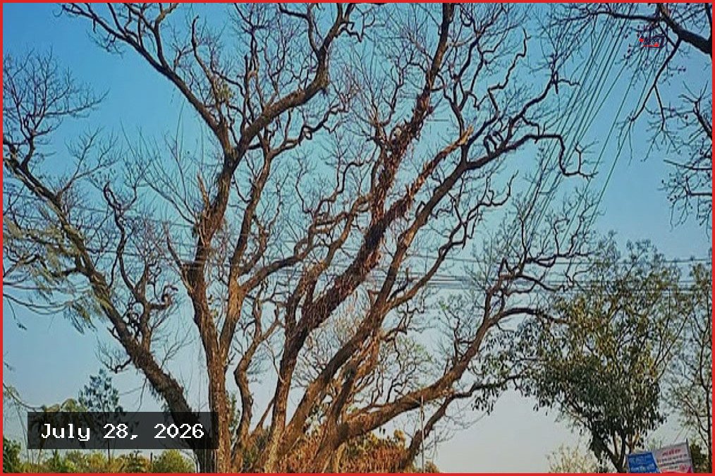 সৈয়দপুরে শতবর্ষী গাছ কাটার অনুমোদন: নথি বলছে আর্থিক বিবেচনা, ঝুঁকি নয়