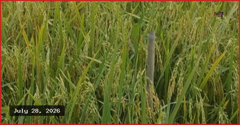 হাওরাঞ্চলের জন্য ব্রি উদ্ভাবন করল নতুন বোরো ধানের জাত