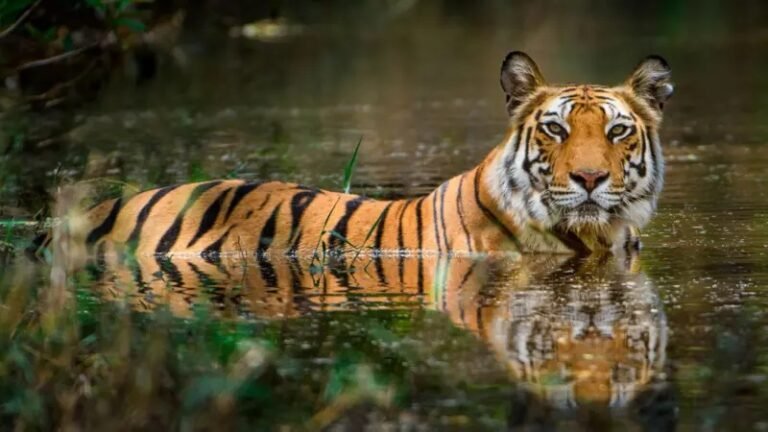 সুন্দরবনের বাঘ রক্ষায় বন বিভাগের দাবির বিপরীতে বাস্তব চিত্র