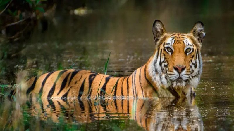 সুন্দরবনের বাঘ রক্ষায় বন বিভাগের দাবির বিপরীতে বাস্তব চিত্র