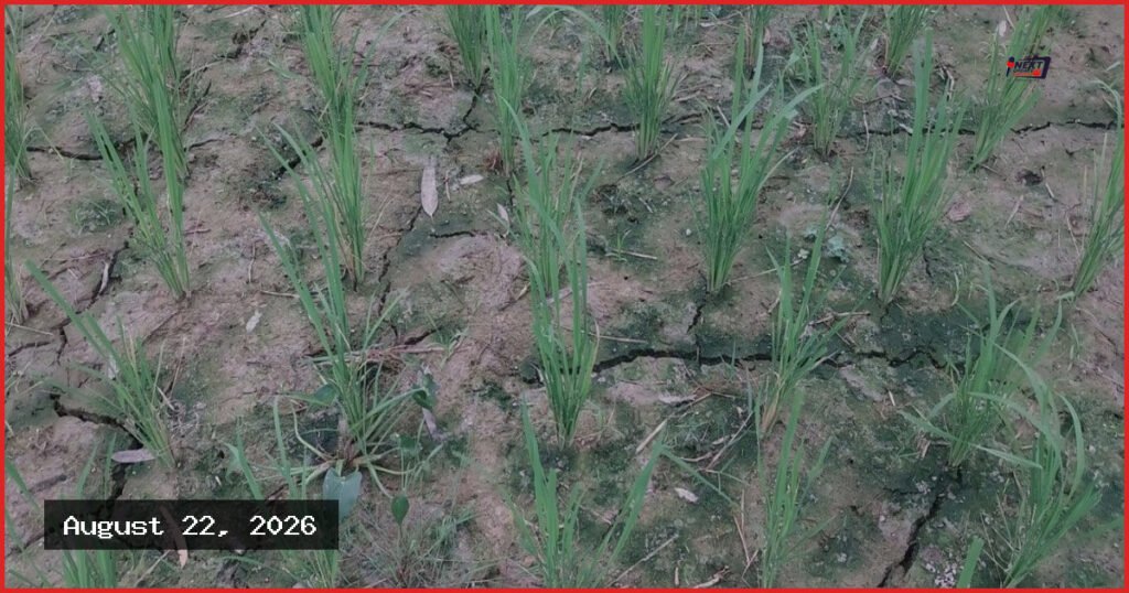 ক্ষেতলালে নলকূপের মালিকানা দ্বন্দ্বে সেচ বন্ধ, বিপাকে ১৫০ বিঘা জমির কৃষক