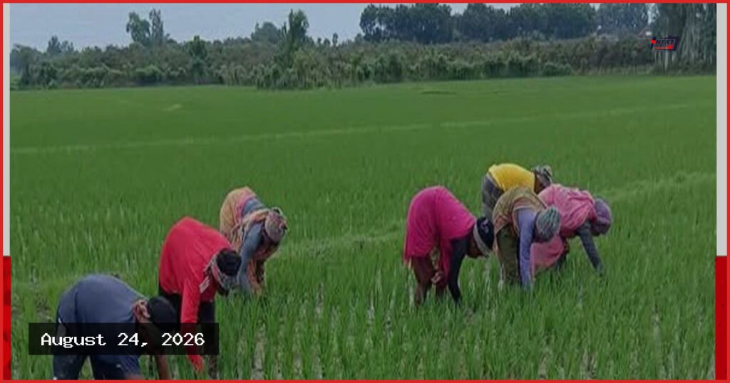 আমন ধানের পরিচর্যায় ব্যস্ত চাঁপাইনবাবগঞ্জের কৃষকরা