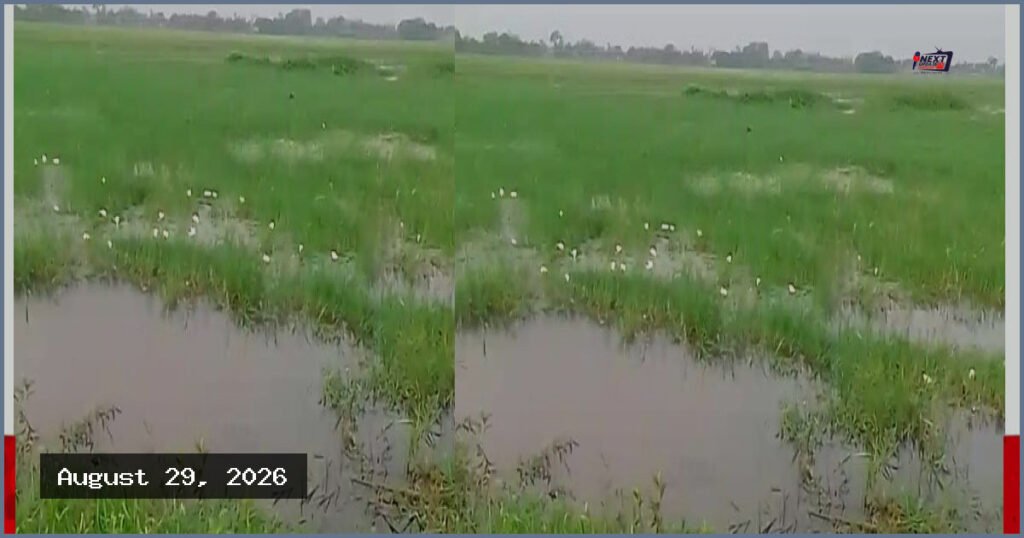 হাওরাঞ্চল থেকে হারিয়ে যাচ্ছে শাপলা-শালুকসহ নানা জলজ উদ্ভিদ