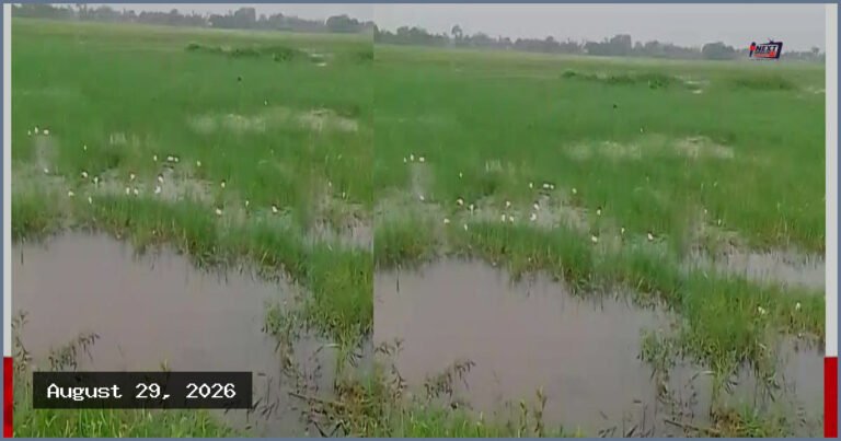 হাওরাঞ্চল থেকে হারিয়ে যাচ্ছে শাপলা-শালুকসহ নানা জলজ উদ্ভিদ