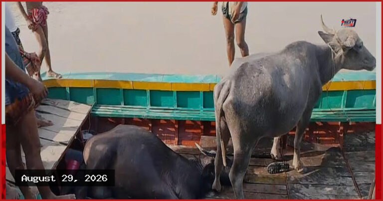 বাউফলে রহস্যজনকভাবে ৩ মহিষের মৃত্যু, অসুস্থ অন্তত ৩০