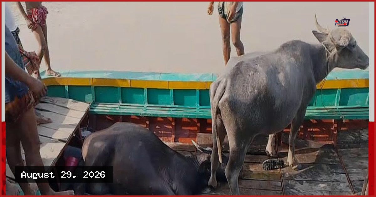 বাউফলে রহস্যজনকভাবে ৩ মহিষের মৃত্যু, অসুস্থ অন্তত ৩০