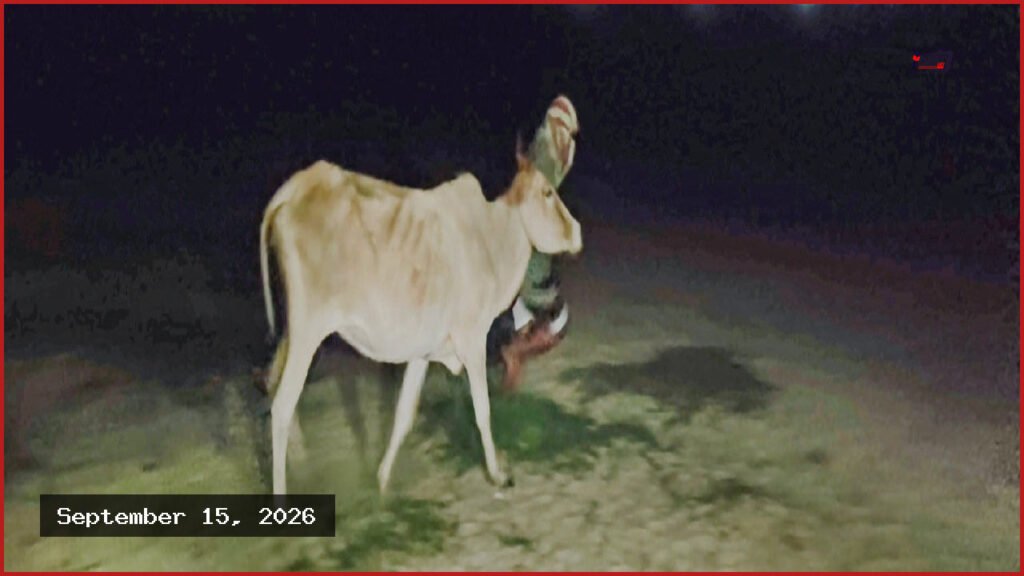 সিরাজগঞ্জের রায়গঞ্জে একই রাতে দুই বাড়িতে চুরি ৬ গরু
