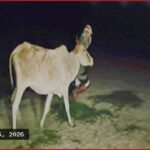 সিরাজগঞ্জের রায়গঞ্জে একই রাতে দুই বাড়িতে চুরি ৬ গরু