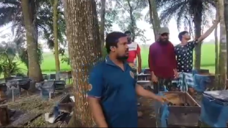কলারোয়ায় ২৮০ মৌ-বাক্স পুকুরে ফেলে বিপুল মৌমাছি নিধন