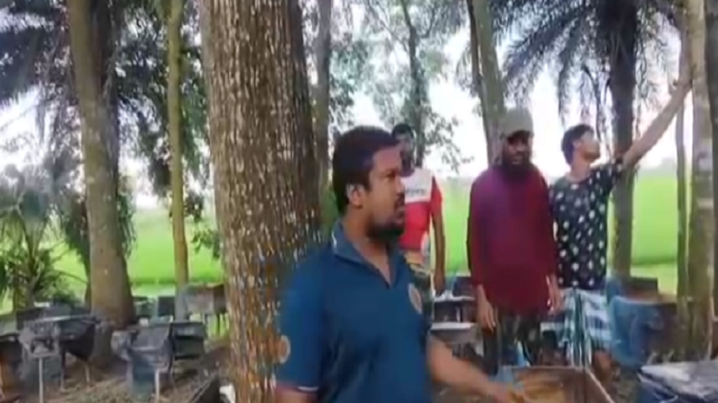 কলারোয়ায় ২৮০ মৌ-বাক্স পুকুরে ফেলে বিপুল মৌমাছি নিধন