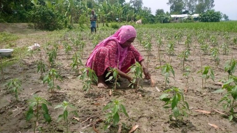 সিরাজগঞ্জের যমুনার চরে নারীদের অদম্য জীবনসংগ্রাম