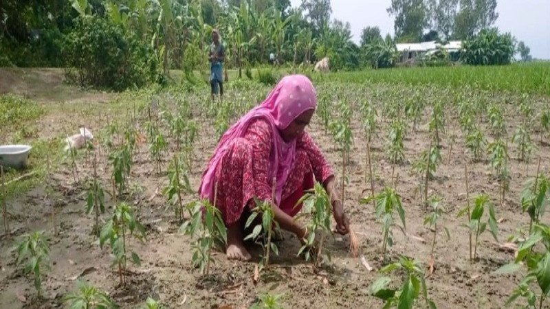 সিরাজগঞ্জের যমুনার চরে নারীদের অদম্য জীবনসংগ্রাম