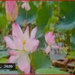 পদ্মবিলে ঘুরতে গিয়ে মাঝিদের হামলায় আহত পর্যটক