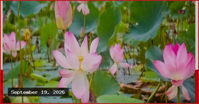 পদ্মবিলে ঘুরতে গিয়ে মাঝিদের হামলায় আহত পর্যটক