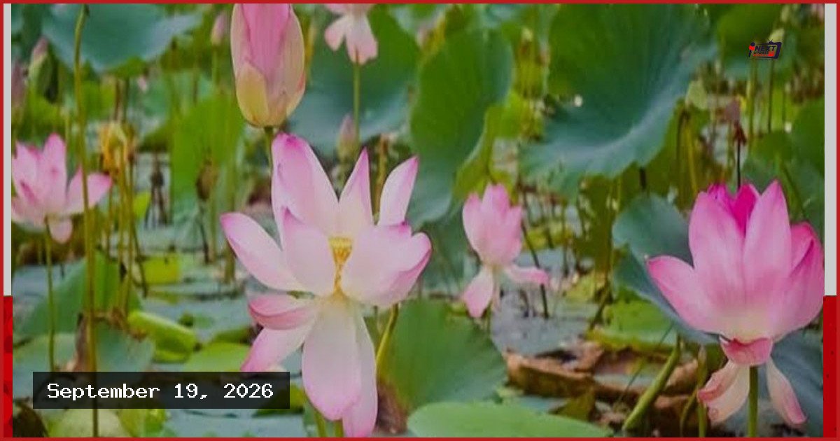 পদ্মবিলে ঘুরতে গিয়ে মাঝিদের হামলায় আহত পর্যটক