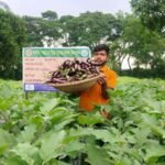 সেলুন ছেড়ে কৃষিতে মাঈন উদ্দিনের চমক, মালচিং পদ্ধতিতে বেগুন চাষে সাফল্য