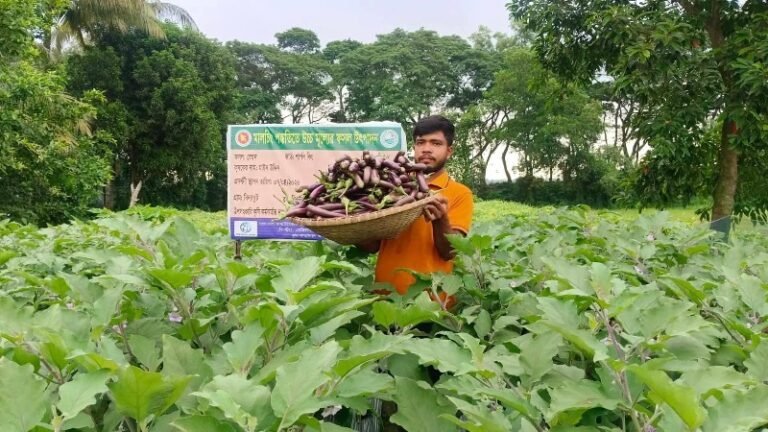 সেলুন ছেড়ে কৃষিতে মাঈন উদ্দিনের চমক, মালচিং পদ্ধতিতে বেগুন চাষে সাফল্য