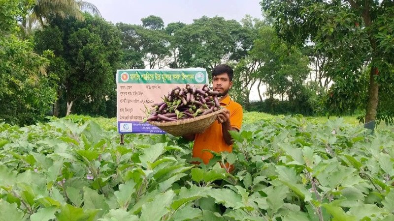 সেলুন ছেড়ে কৃষিতে মাঈন উদ্দিনের চমক, মালচিং পদ্ধতিতে বেগুন চাষে সাফল্য