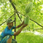 সিরাজগঞ্জে মাচায় তরমুজ চাষে ভাগ্য বদলের স্বপ্ন হাসিবুরের