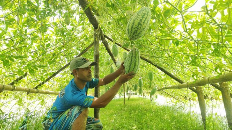সিরাজগঞ্জে মাচায় তরমুজ চাষে ভাগ্য বদলের স্বপ্ন হাসিবুরের