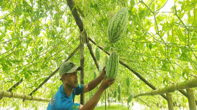সিরাজগঞ্জে মাচায় তরমুজ চাষে ভাগ্য বদলের স্বপ্ন হাসিবুরের
