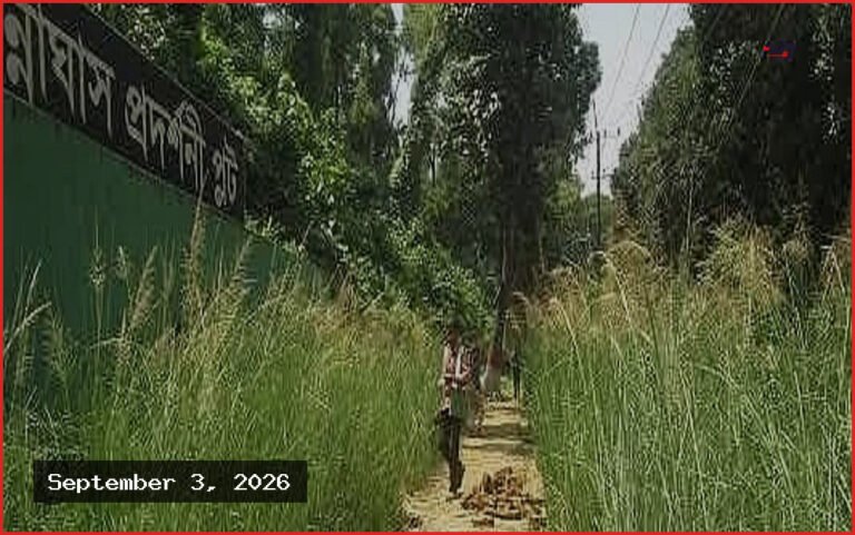 সড়ক ও বাঁধ রক্ষায় ‘বিন্না ঘাস’ ব্যবহারের সম্ভাব্যতা যাচাই