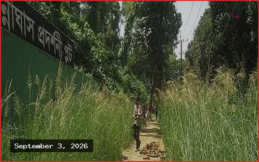 সড়ক ও বাঁধ রক্ষায় ‘বিন্না ঘাস’ ব্যবহারের সম্ভাব্যতা যাচাই