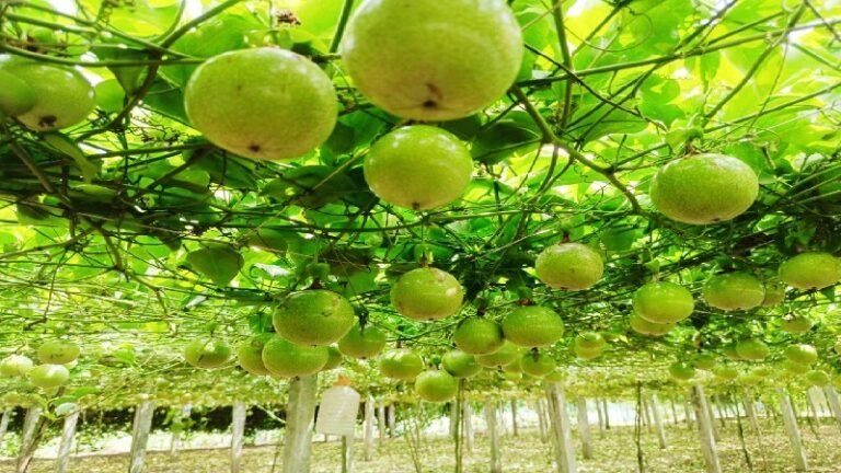 জীবননগরে ধানক্ষেত ছাপিয়ে বিদেশি ফলের বাণিজ্যিক চাষে কৃষকের সাফল্য