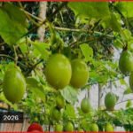 কুষ্টিয়ার ভেড়ামারায় বাণিজ্যিকভাবে বিদেশি ফল আনারকলির চাষ
