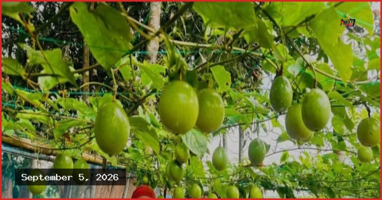 কুষ্টিয়ার ভেড়ামারায় বাণিজ্যিকভাবে বিদেশি ফল আনারকলির চাষ