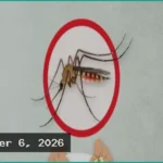 দেশে ডেঙ্গুতে আরও ৪ জনের মৃত্যু, হাসপাতালে ভর্তি ১৫৫৮