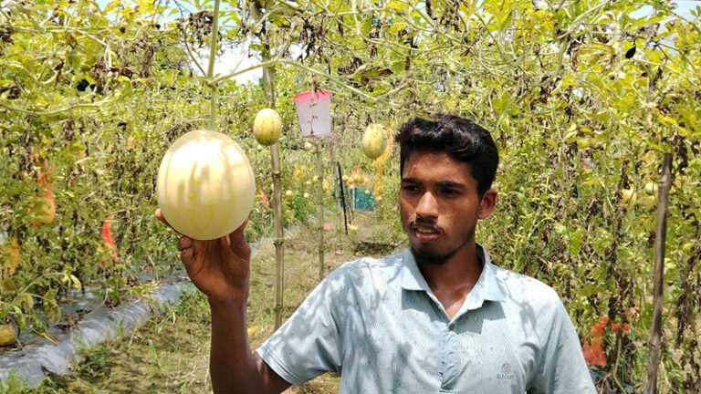তরমুজ চাষে সফল দিনাজপুরের মাদ্রাসা ছাত্র মিনহাজ