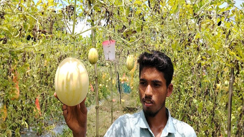 তরমুজ চাষে সফল দিনাজপুরের মাদ্রাসা ছাত্র মিনহাজ