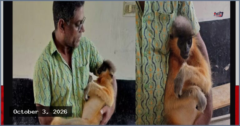 বিদ্যুৎস্পৃষ্ট হয়ে শ্রীমঙ্গলে বিপন্ন প্রজাতির মুখপোড়া হনুমানের মৃত্যু