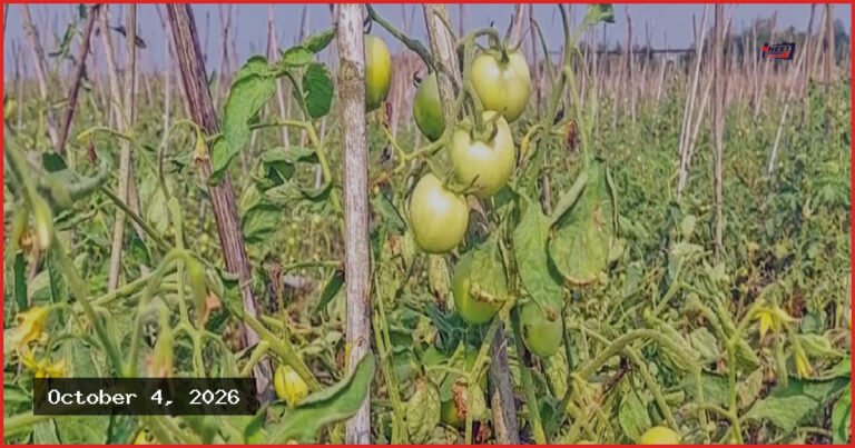 মৌলভীবাজারে গ্রাফটিং টমেটো চাষে সাফল্য, ন্যায্যমূল্যে হতাশ কৃষক