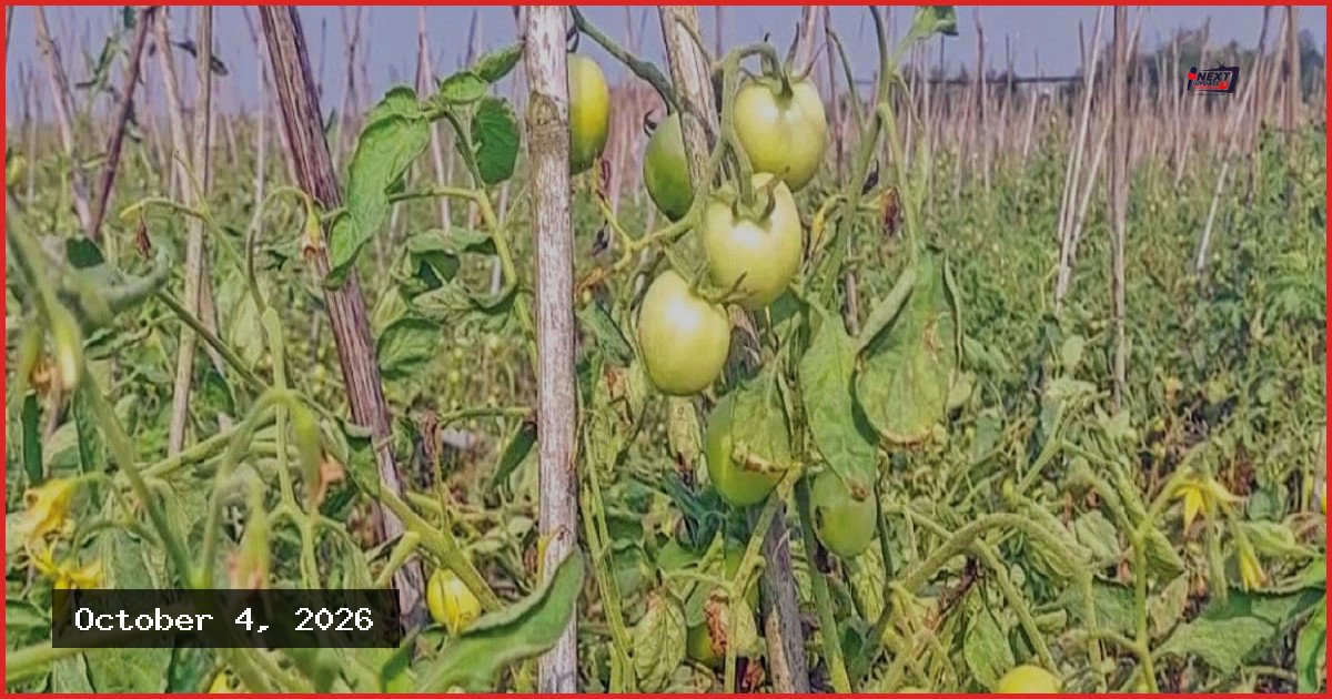 মৌলভীবাজারে গ্রাফটিং টমেটো চাষে সাফল্য, ন্যায্যমূল্যে হতাশ কৃষক