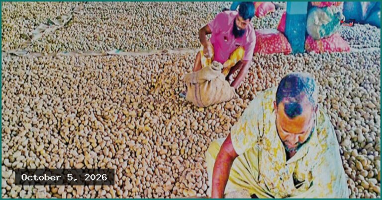 হিমাগারের অতিরিক্ত ভাড়া, আলু নিয়ে বিপাকে কৃষক