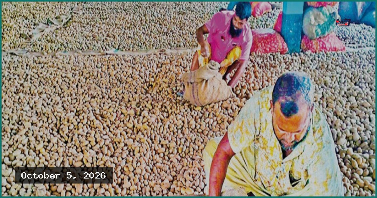 হিমাগারের অতিরিক্ত ভাড়া, আলু নিয়ে বিপাকে কৃষক