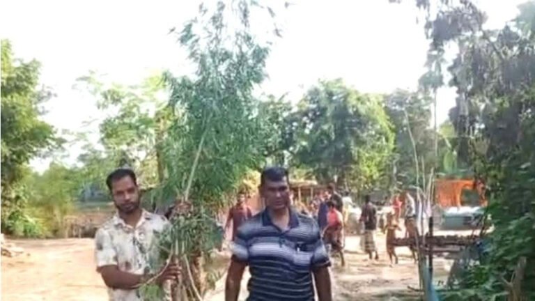 সিরাজগঞ্জে বসতবাড়ির আঙিনায় গাঁজা চাষ, মালিক পলাতক