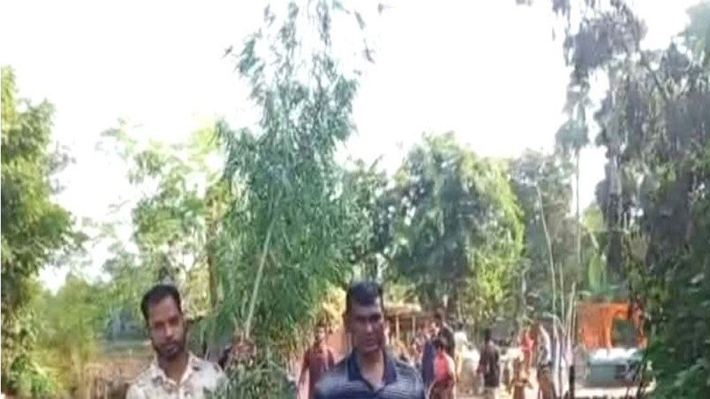 সিরাজগঞ্জে বসতবাড়ির আঙিনায় গাঁজা চাষ, মালিক পলাতক