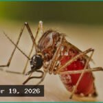 ডেঙ্গুতে একদিনে আরও ৪ মৃত্যু, হাসপাতালে ১৮৫১ জন ভর্তি