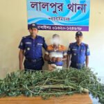 নাটোরের লালপুরে গাঁজা গাছসহ এক ব্যক্তি আটক