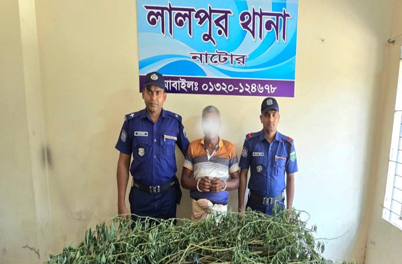 নাটোরের লালপুরে গাঁজা গাছসহ এক ব্যক্তি আটক