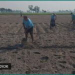 লোকসানের ভয় কাটিয়ে ক্ষেতলালে আগাম আলু চাষে ব্যস্ত কৃষক